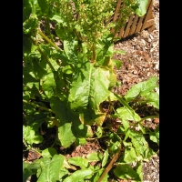 Rumex Patientia, fam. Polygonacees, Europe (1)